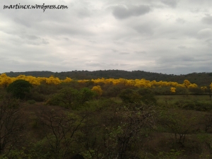 Pequeño bosque de guayacanes en Flor. Saucillo - Zapotillo